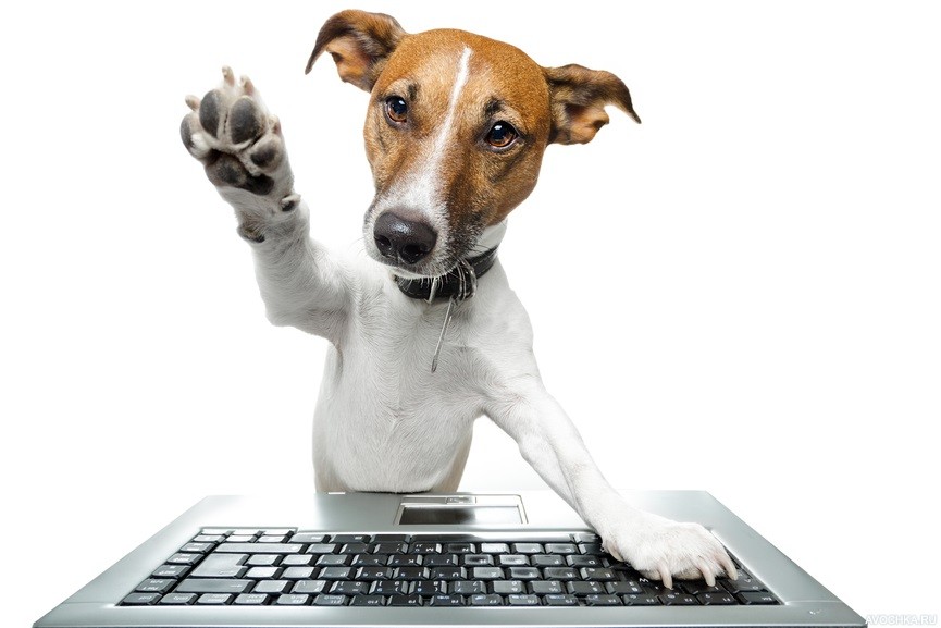 Картинка 865x577 | Аватарка собаки с поднятой лапой за клавиатурой | Животные, фото